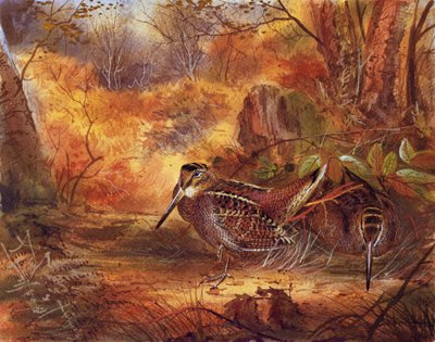 Woodcocks by English School
